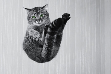 Dynamic black and white studio shot of a domestic tabby cat floating, curled up, and showing one stretched-out paw with contrasting green eyes
