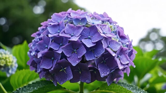Vibrant Purple Hydrangea Flower Blooming in the Garden.