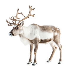 Fototapeta premium A reindeer with large antlers standing against a white background.
