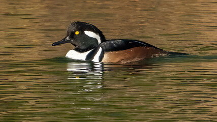 Hooded Merganser in the pond