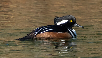 Hooded Merganser in the pond