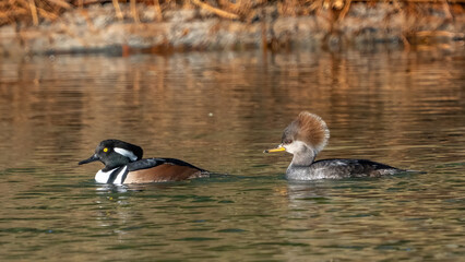 Hooded Merganser in the pond