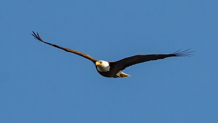 Bald Eagle in flight