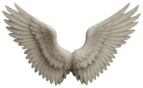 Open White Angel Wings with Detailed Feathers and Transparent Background white wings feathered wings isolated on a transparent background