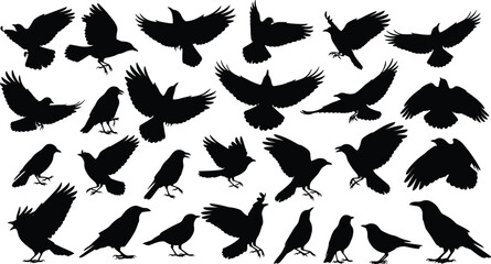 Vector collection of black crow silhouettes, flying raven birds for Halloween decoration, spooky animal graphics, nature design elements, standing rook illustrations, isolated white background set © MstNilufar