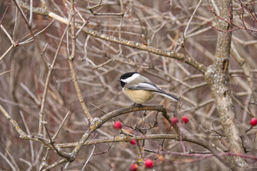 A Black-capped Chickadee in the Woods