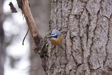 A Red-breasted Nuthatch on a Tree