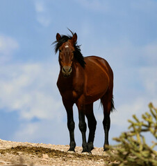Obraz premium Wild Stallion on the Hill