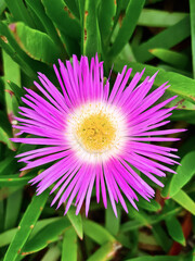 Closeup on pink flower of Carpobrotus acinaciformis chilensis edulis on the beach sand dunes, succulent plant, lampranthus, spectabilis, hottentotflower