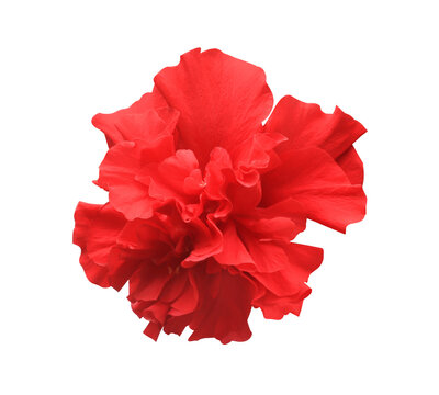 Shoe Flower or Hibiscus or Chinese rose flower. Close up of red hibiscus flower bouquet isolated on transparent background.	