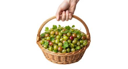 Hand Holding a Wicker Basket Filled with Fresh Gooseberries and Greenery Against a White Background
