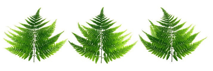 Three fern fronds in a horizontal row