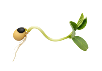 Captivating close up of a soybean seedling with roots and cotyledons, showcasing plant life cycles, perfect for agriculture and science educational materials