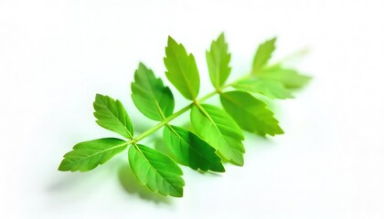 A bright green leaf with multiple leaflets on a white background in soft focus studio lighting
