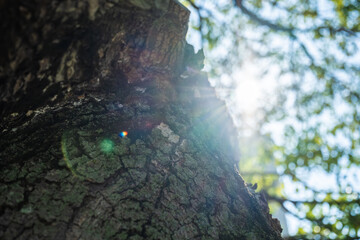 木漏れ日と木の幹の持続可能な自然環境
