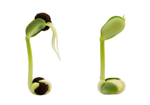 Two sprouting seeds showcase the miracle of life and new beginnings perfect for nature enthusiasts and agricultural projects, growth and freshness unveiled
