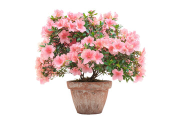 Pink azalea bonsai in terracotta pot (3)
