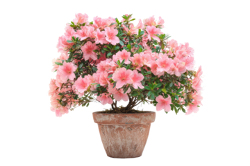 Pink azalea bonsai in terracotta pot (3)