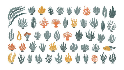 Diverse Collection of Vibrant Marine Algae, Seaweed, and Coral Illustrations for Ocean-Themed Designs