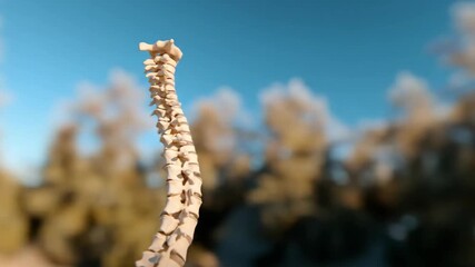 Human spine anatomical model displayed outdoors for medical and educational concepts