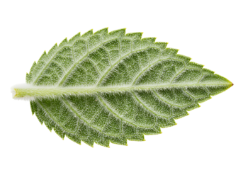 Detailed green leaf showcases intricate textures, perfect for botanical designs, nature-inspired projects, and organic product campaigns with a fresh, vibrant feel