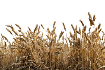 Golden wheat field, close-up