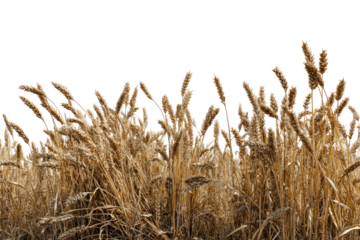 Golden wheat field, close-up