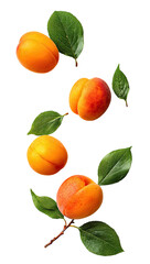 Fresh apricots and leaves in flight