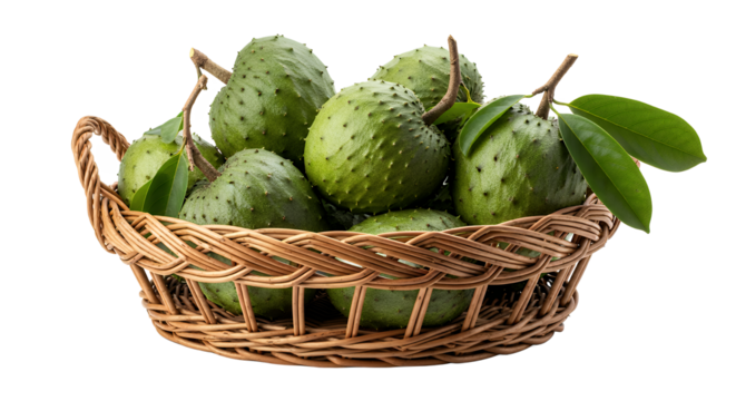 Organic soursop, also known as graviola or guanabana, in a rustic wicker basket with green leaves, isolated on a white background