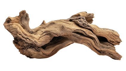 Curled, aged, weathered branch on black