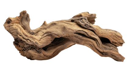 Curled, aged, weathered branch on black