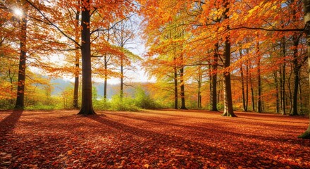 A wonderful view of a forest in autumn season with leaves fallings 