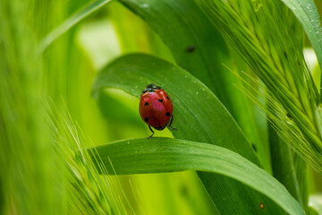 Ladybug in the Leaves