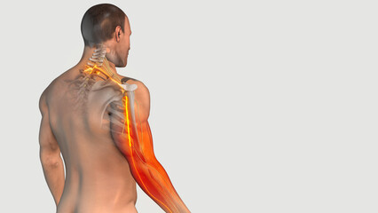 Cervical C7 Radiculopathy Animation Showing Arm Symptoms
