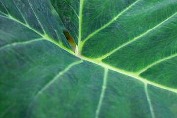 A close-up view of a large tropical leaf showing its vivid green color and natural vein patterns, highlighting organic texture and fresh botanical details.