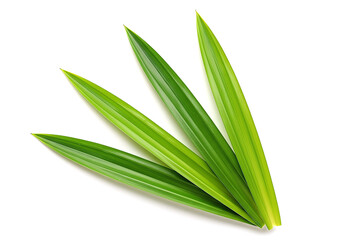Obraz premium Elegant display of vibrant green pandan leaves against a pristine white backdrop, showcasing nature's beauty and freshness.