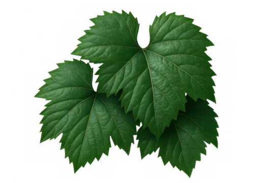 Fresh green grape vine leaves, natural healthy plant foliage, growing viticulture, isolated on transparent background