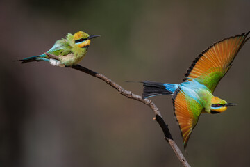 A pair of Colourful and beautiful wild rainbow bee-eater (Merops ornatus) departing a perch,, Perth, Western Australia