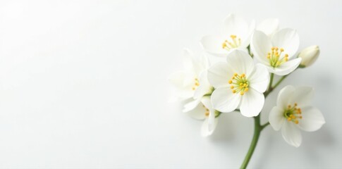 Fototapeta premium Fragile white flowers, isolated on white Subtle beauty , flower, minimalist