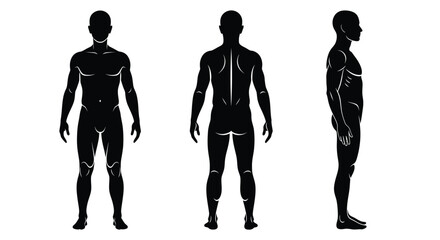 Human body anatomy silhouette front back side view vector illustration