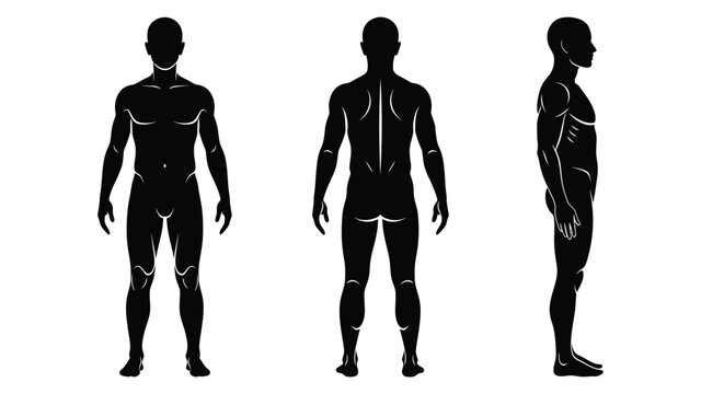 Human body anatomy silhouette front back side view vector illustration
