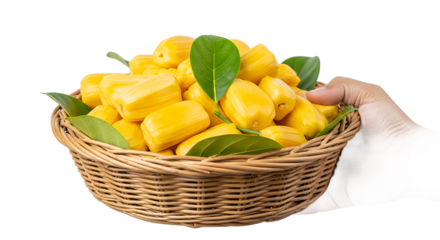 A hand holding a woven basket filled with ripe, yellow jackfruit, garnished with green leaves, showcasing the tropical fruit's abundance