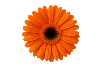 Orange gerbera flower showing delicate petals and a dark center, conveying concepts of freshness, spring, and natural beauty