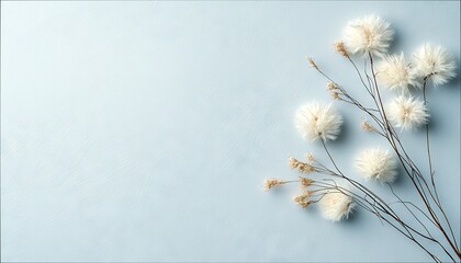 A minimalist arrangement of dried white fluffy seed pods and delicate dried grasses on a textured light blue background.