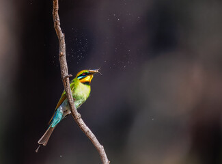 Colourful and beautiful wild rainbow bee-eater (Merops ornatus) with moth in its beak, encircled by dust from the moth, Perth, Western Australia