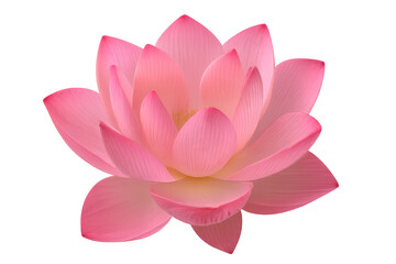 Pink lotus flower opening petals, symbolizing purity, spirituality, and natural beauty on transparent background