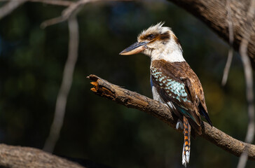 Laughing kookaburra (Dacelo novaeguineae) observing bushland for prey, Perth, Western Australia