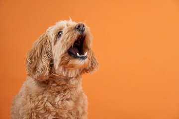 A Labradoodle with curly fur barks enthusiastically with its mouth open, set against an orange background.