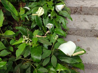 Tropical Green Leaves Closeup View