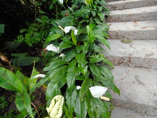 Tropical Green Leaves Closeup View